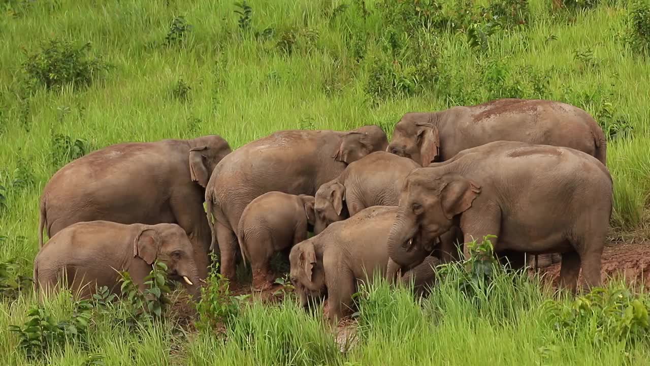 大象在绿色的草地上移动的野生视频素材