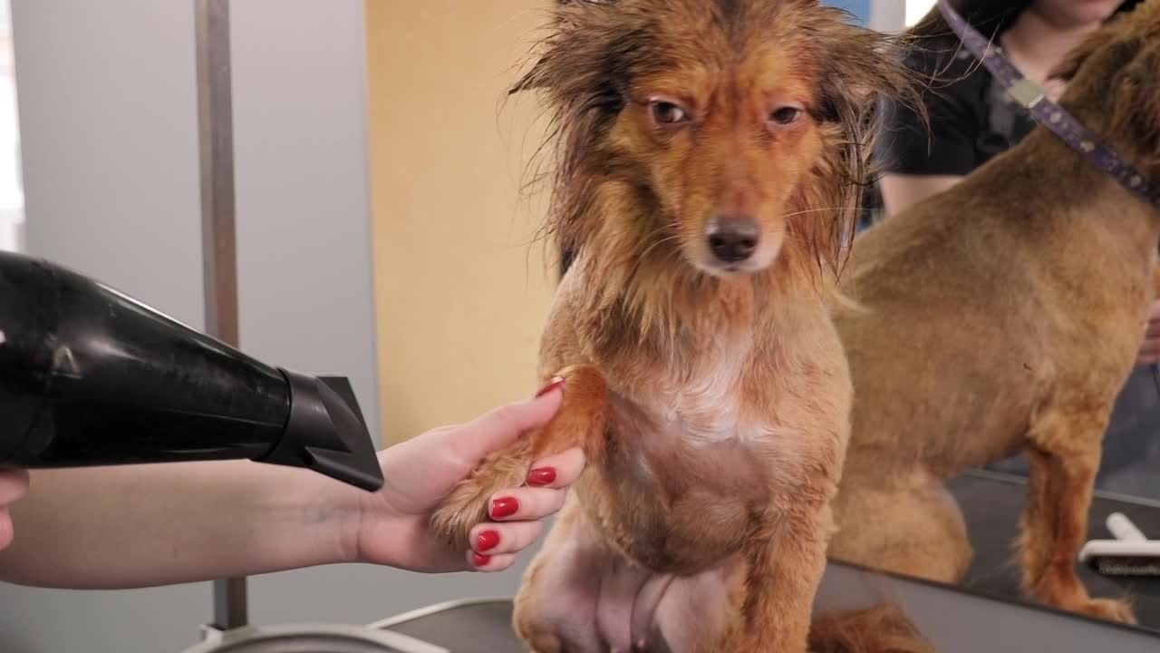 在兽医诊所，美容师用吹风机把狗的头发吹干，然后梳好。视频素材