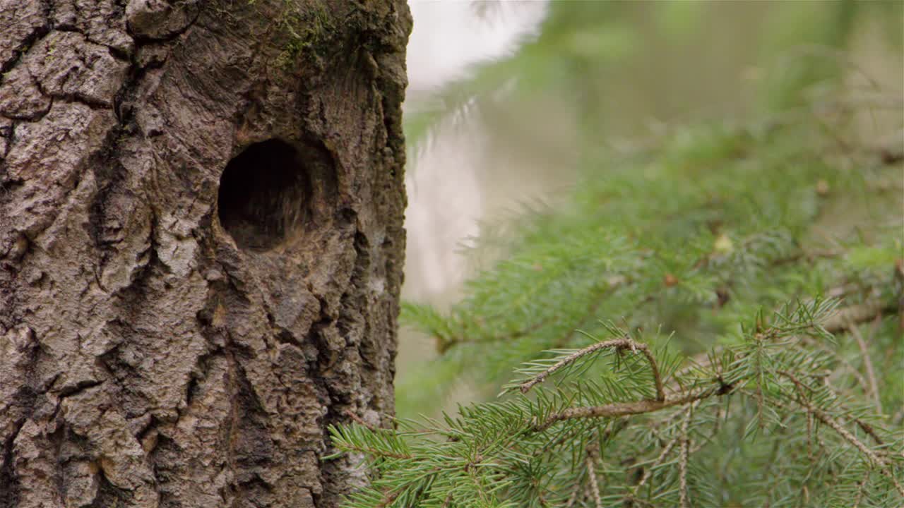 特写镜头，一只啄木鸟宝宝从巢里探出头来，等待食物视频素材