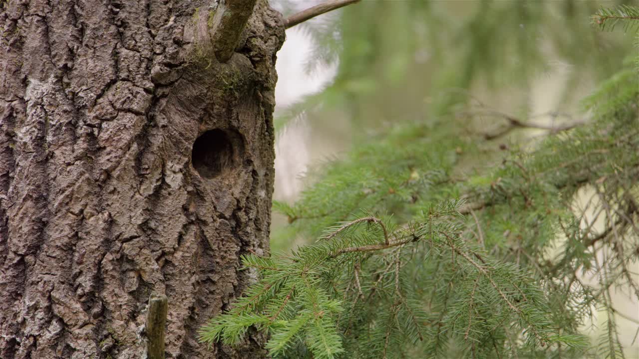一只幼小的啄木鸟从巢里探出头来，等待食物视频素材
