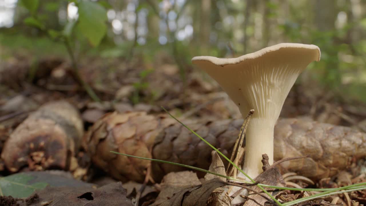 PAN shot是一种生长在瑞典森林里的常见漏斗蘑菇视频下载