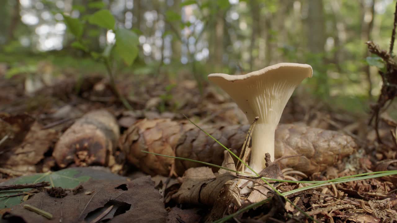 静态，一个普通的漏斗蘑菇生长在云杉林视频下载
