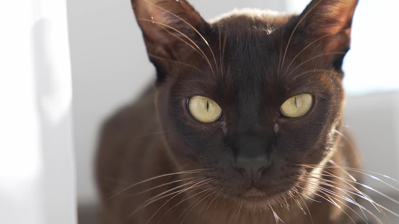 猫的肖像。一只缅甸猫的大眼睛在看镜头。可爱的纯种宠物的脸。特写镜头。视频素材