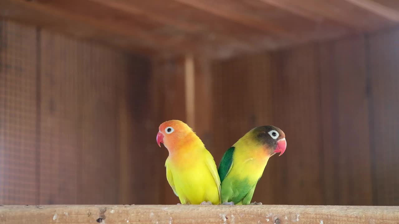 黄领绿领的爱情鸟，鹦鹉在树枝上的笼子里飞来飞去视频素材