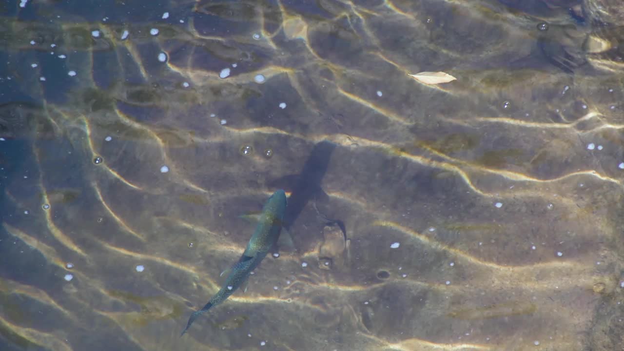 溪流中的一条虹鳟鱼视频素材