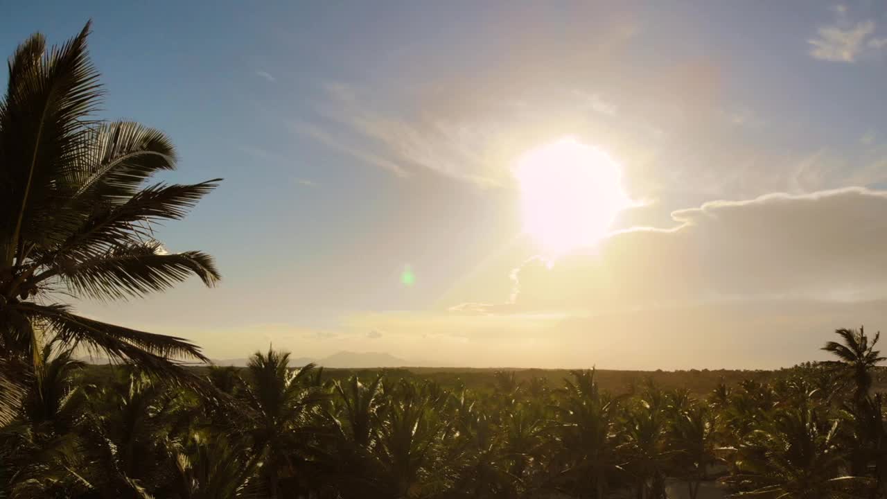 椰子树，美丽的热带背景视频素材
