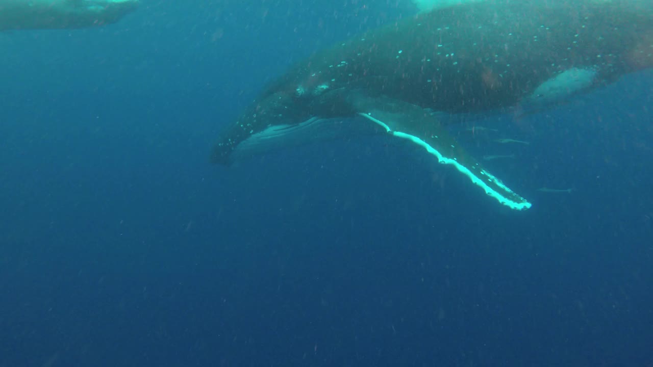 汤加太平洋海面上的座头鲸和她的幼鲸。视频下载