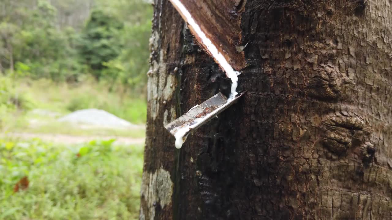 胶乳由橡胶树产生视频下载