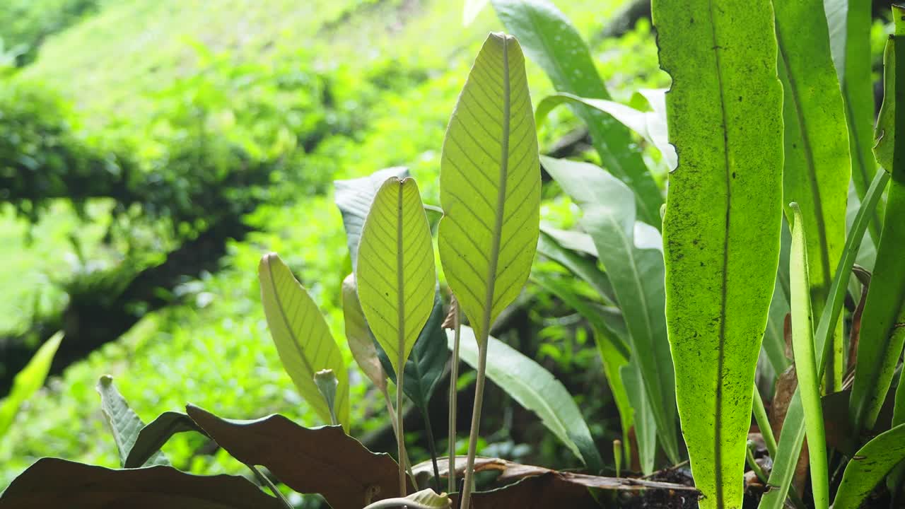 蕨类植物在热带雨林视频下载