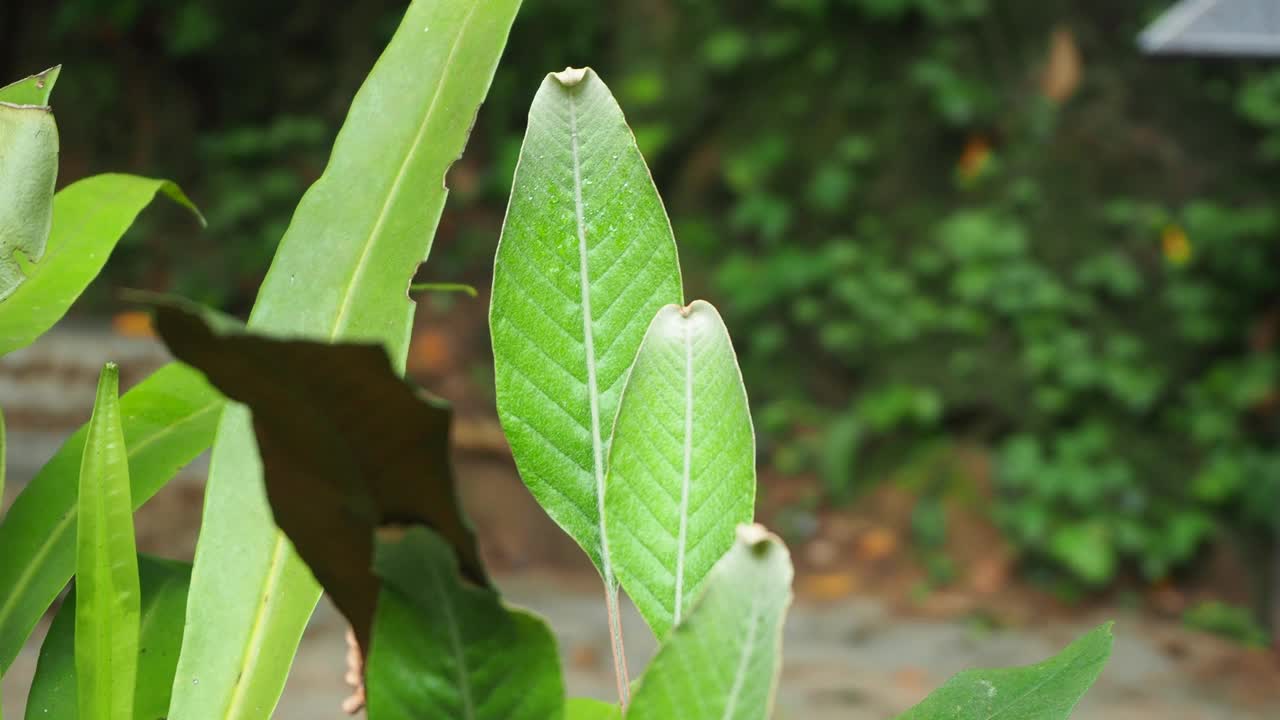蕨类植物在热带雨林视频下载
