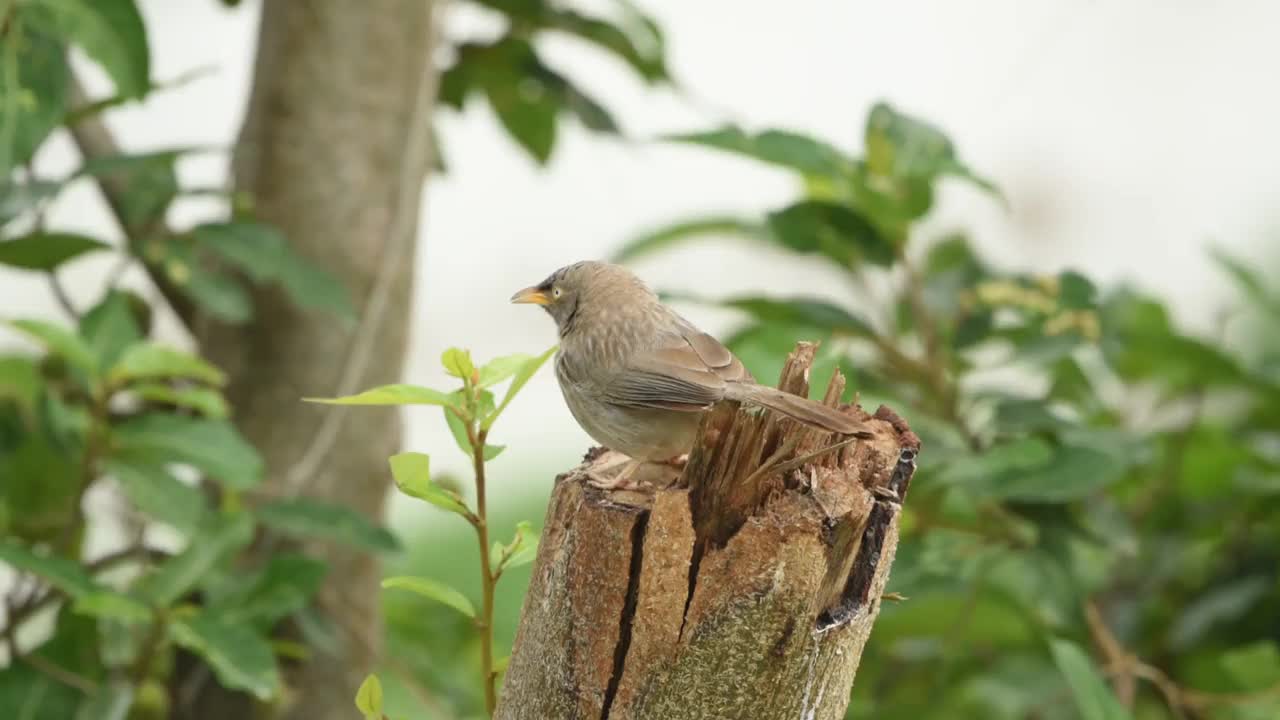 一只栖息在树上的灰色丛林饶舌鸟。视频下载