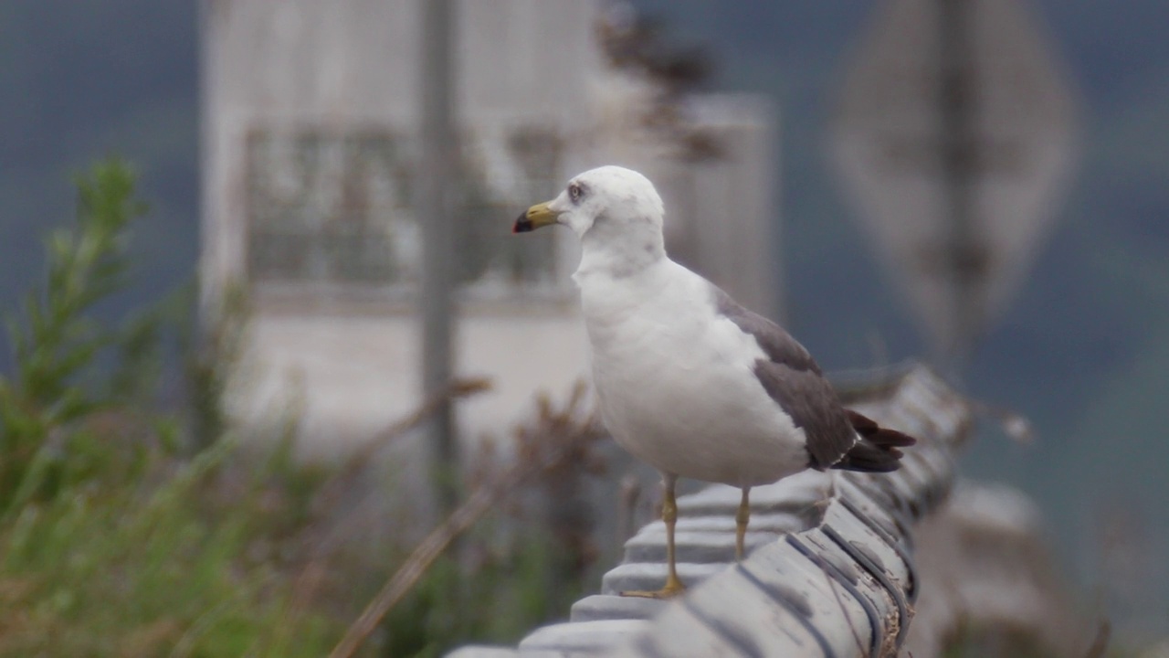 海鸥坐在栏杆上飞走了/韩国京畿道安山市视频下载