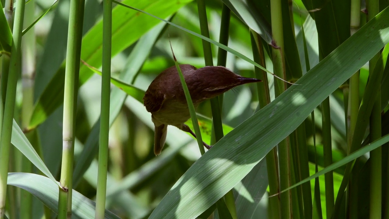 韩国京畿道安山市芦苇林里，一只大苇莺正在觅食视频下载