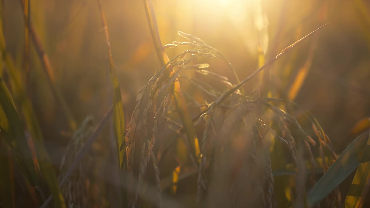 4k慢动作近距离拍摄泰国茉莉花大米，准备在阳光下收割稻田视频素材