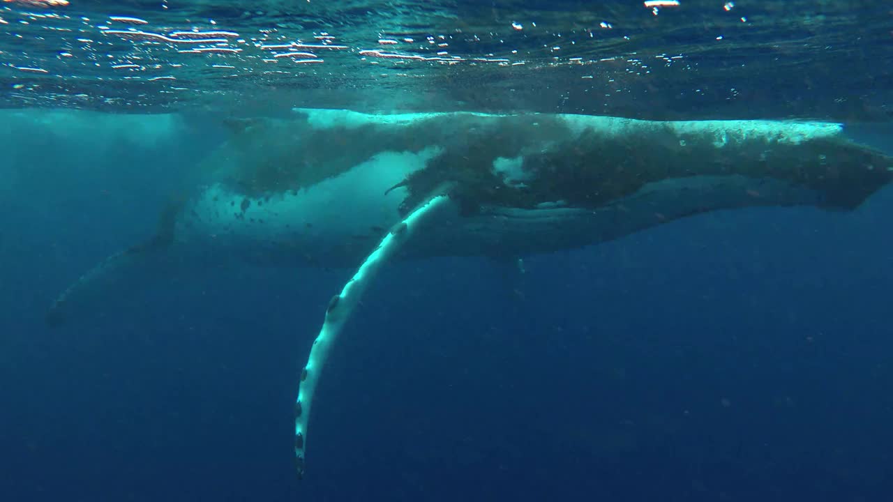 座头鲸在水面上游动。视频下载