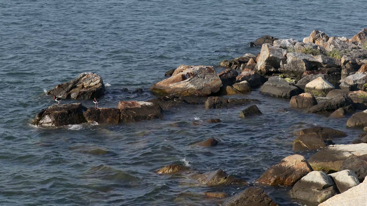 一群站在岩石上的欧亚蛎鹬，韩国京畿道安山市视频下载