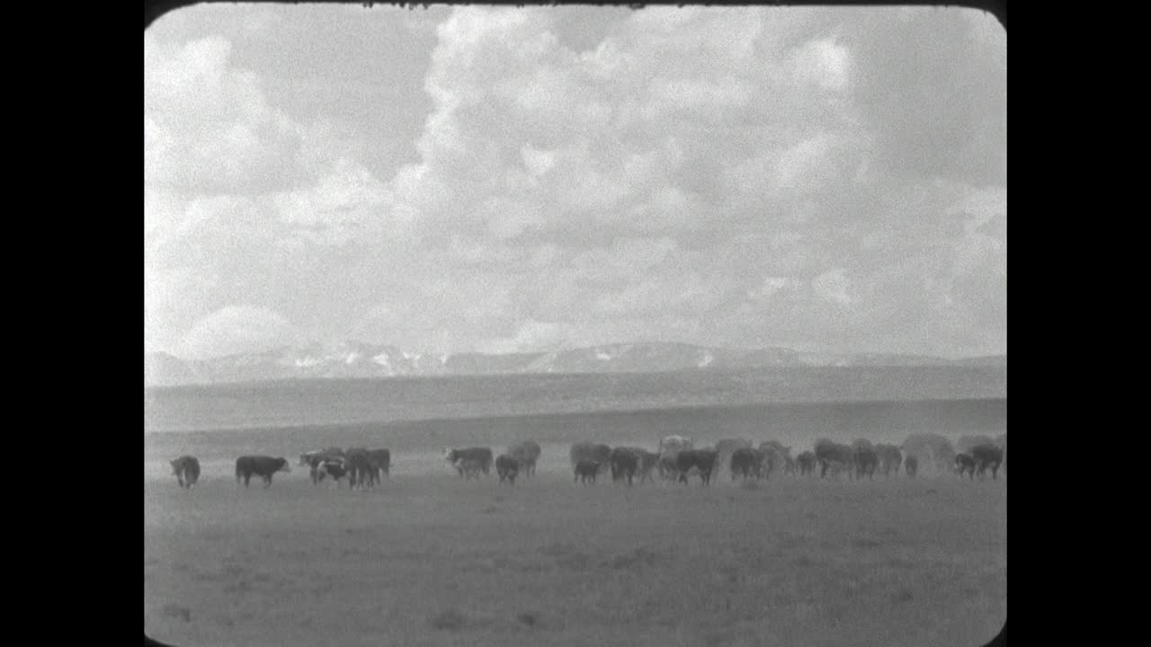 西部牛仔在怀俄明州的平原上追逐逃跑的母牛;1962视频下载