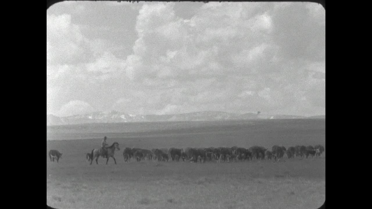 WS牛仔在怀俄明州的平原上放牛;1962视频下载