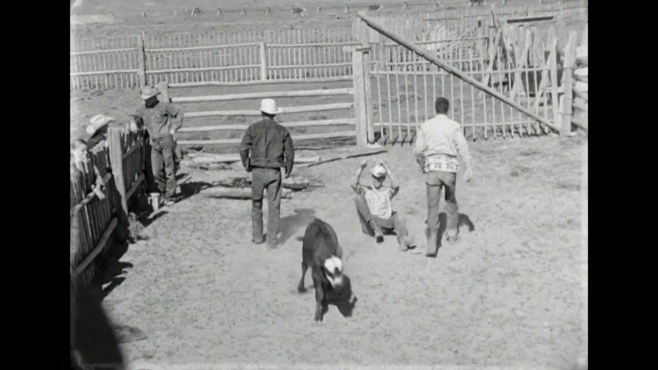 在美国怀俄明州的一个牧场里，牛仔们用绳子把牛拴在围栏里;1962视频素材
