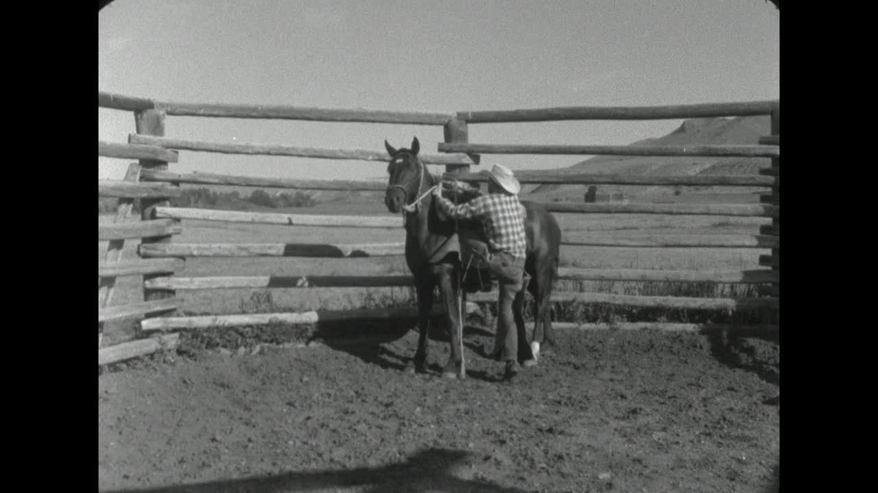 在美国怀俄明州，牛仔骑着直立和跃起的马;1962视频素材