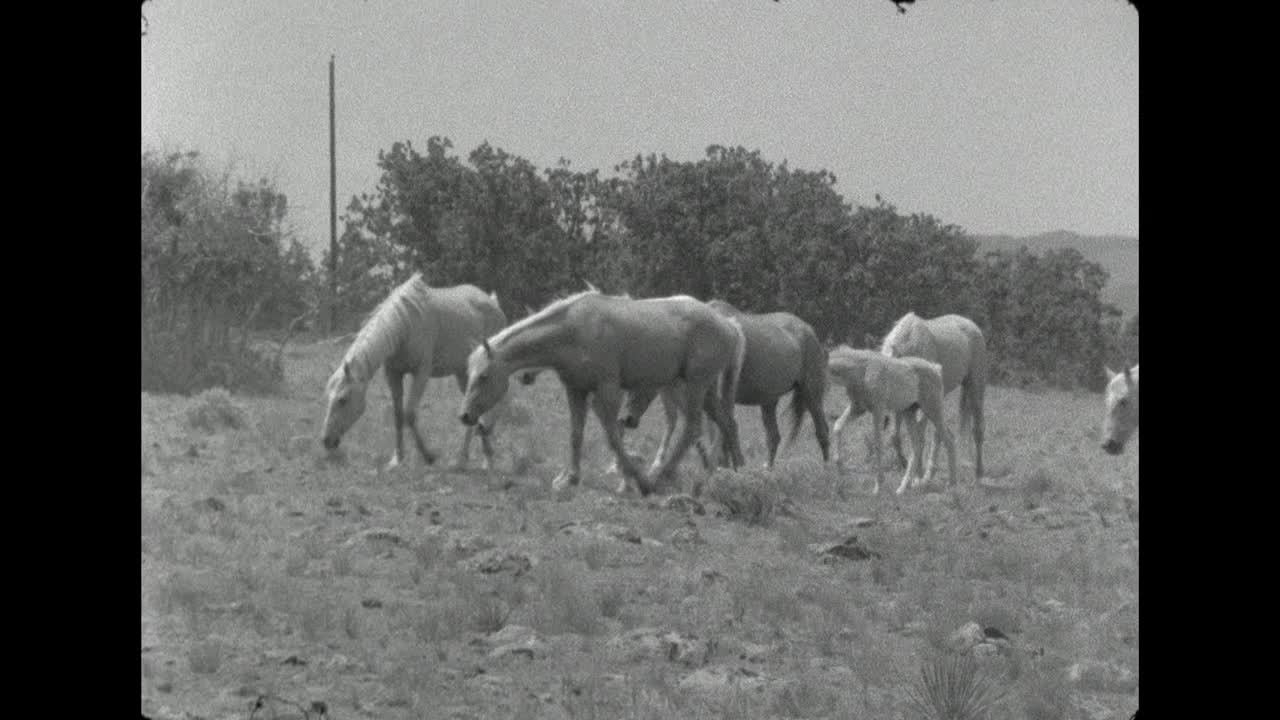 在美国，一群马在草地上走过;1962视频下载