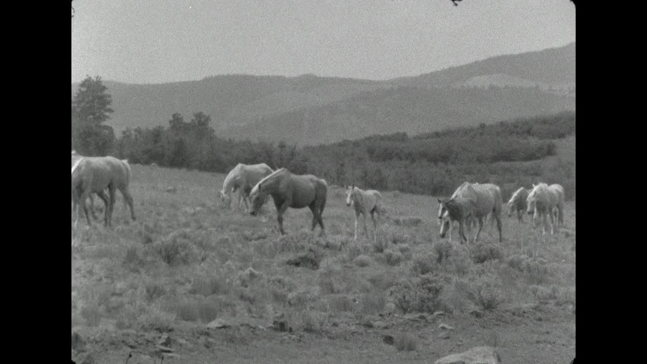 WS一群马在美国的草地上走过;1962视频下载