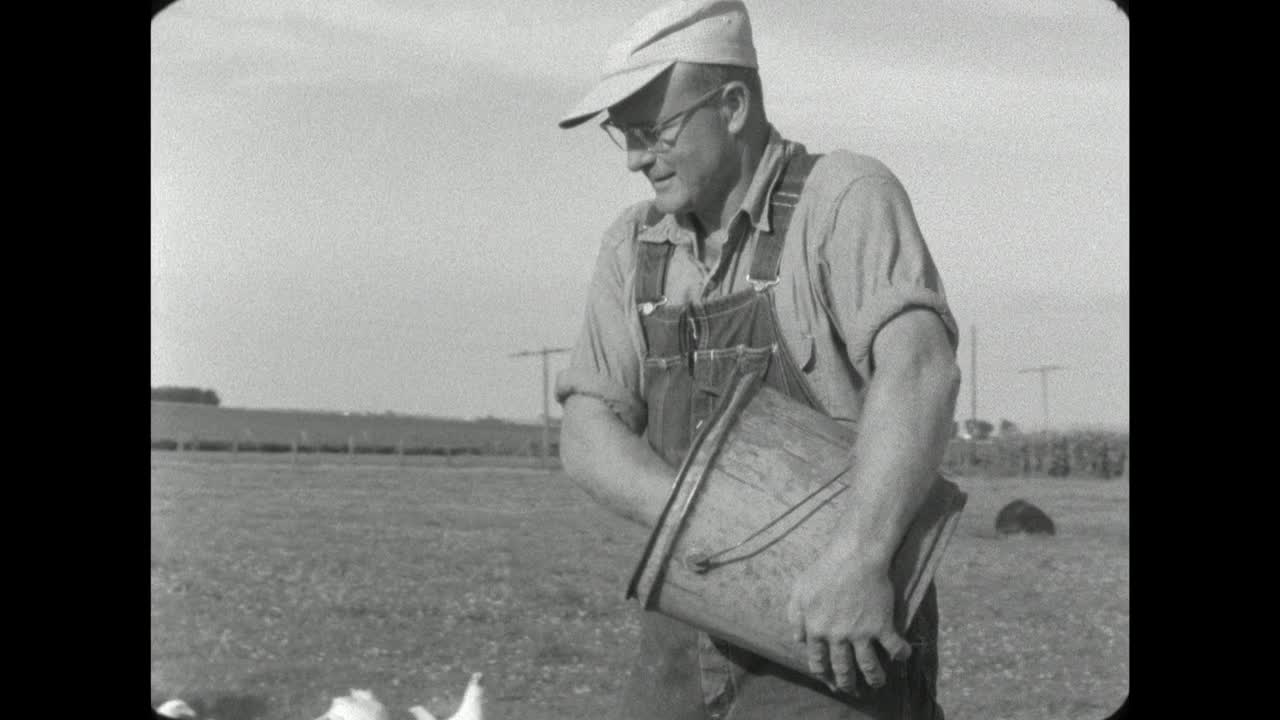 在美国，农场工人给鸡喂种子;1962视频下载