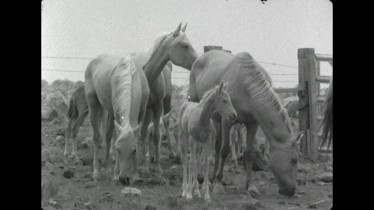 母马和马驹站在大门和栅栏在美国的岩石地面上;1962视频下载
