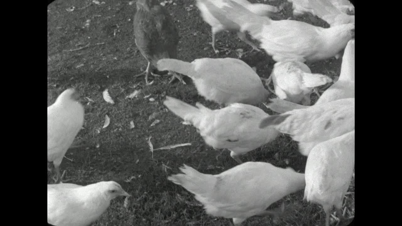 公鸡和白色的小鸡啄食地面;1962视频下载