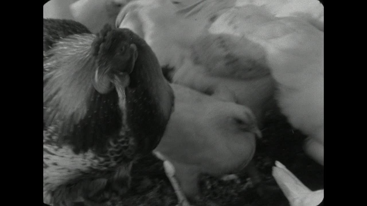 CU公鸡撑在白色的鸡中间;1962视频下载