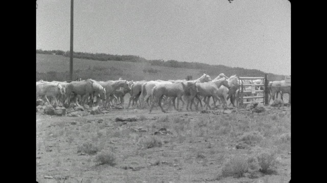 在美国怀俄明州，牛仔赶着一群马穿过大门;1962视频下载