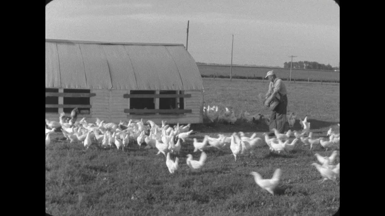 美国WS农场工人给鸡喂种子;1962视频下载