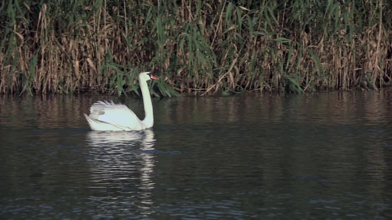 白天鹅在水上相聚，象征着忠贞与爱情。视频素材