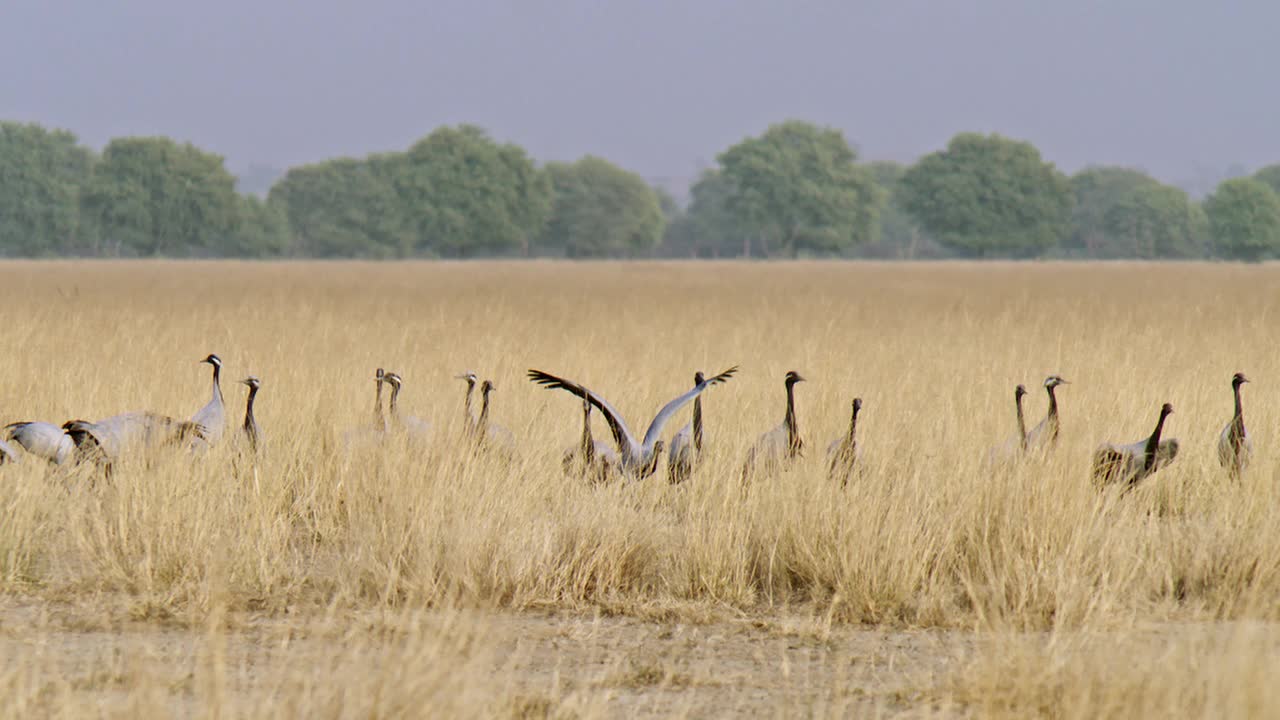 慢镜头——一群鹤雀在干草丛中觅食，其中一些飞走了视频素材