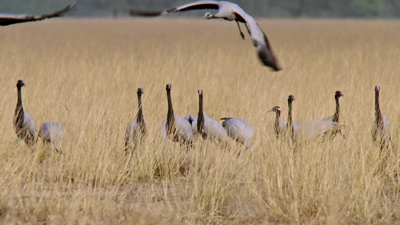 慢镜头——一群鹤雀在干草丛中觅食，其中一只展翅视频素材