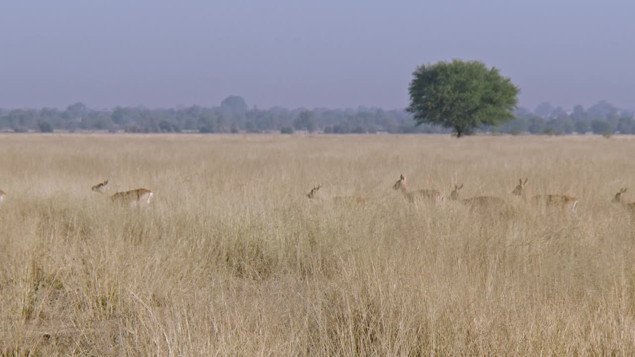 一群黑鹿穿过干燥的草丛——镜头/慢镜头视频素材