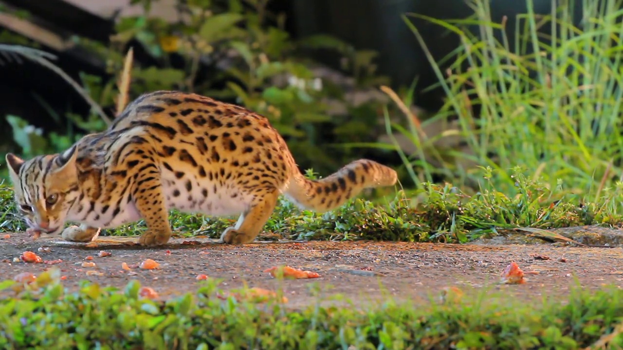 豹猫(Prionailurus bengalensis)雄性，自然界夜间的猎手视频下载