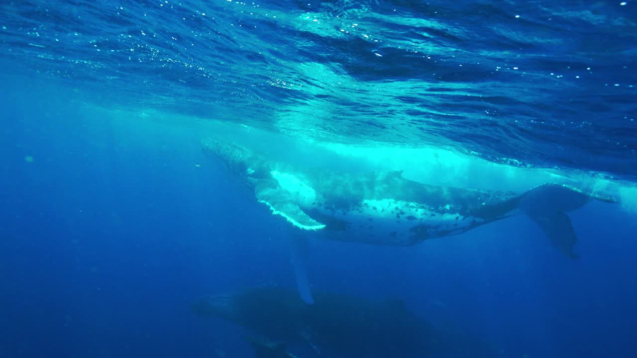 座头鲸和宽吻海豚相互影响。视频下载