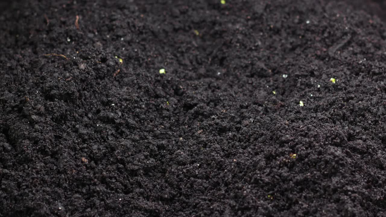 春季间隔期播种，芽萌发，新生芥蓝沙拉温室农业植物视频素材