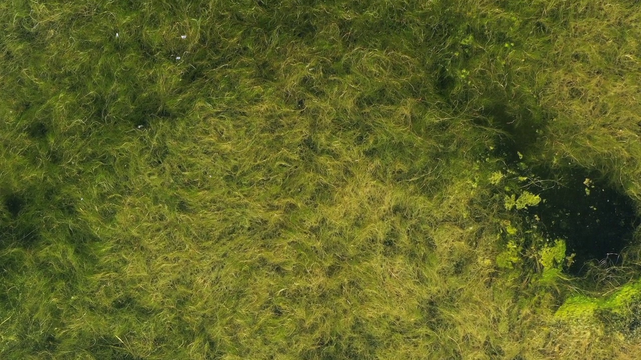 在韩国京畿道安山市的湖上，用水草建造的大凤头鸊鸱巢视频下载