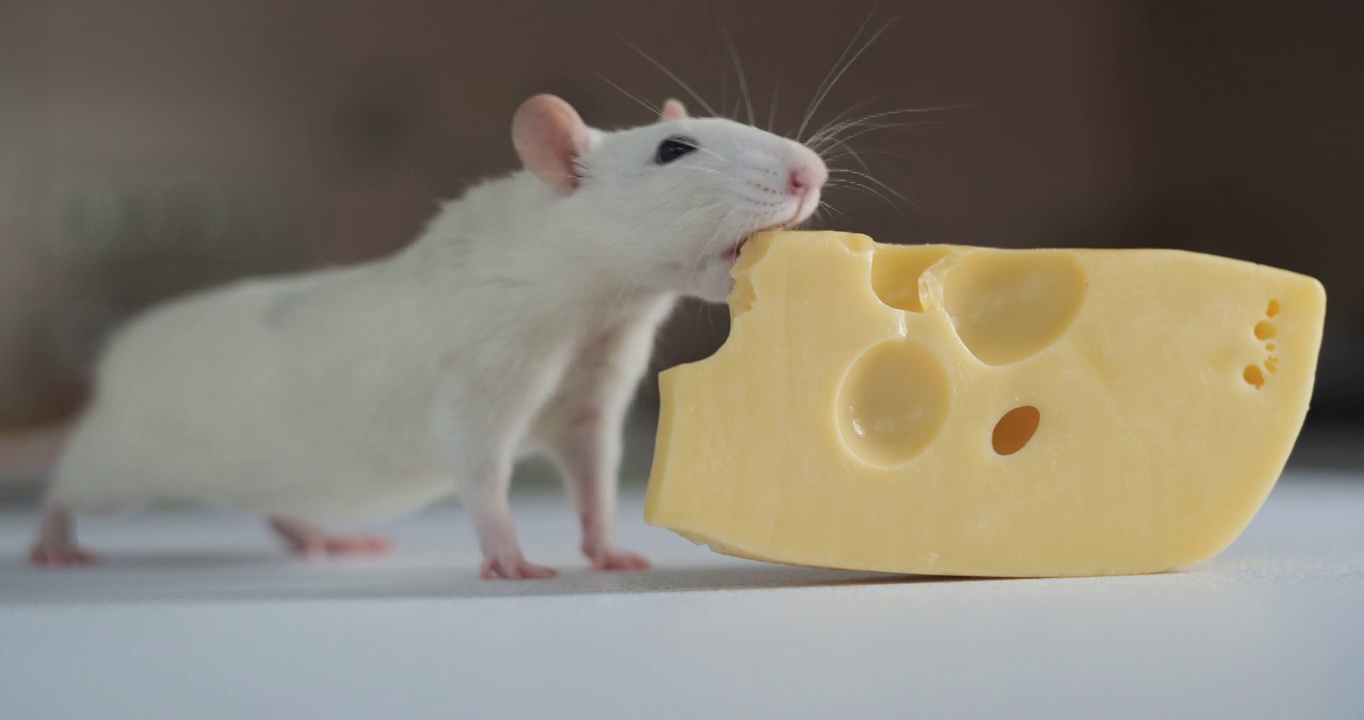 食用奶酪的家养白老鼠视频下载