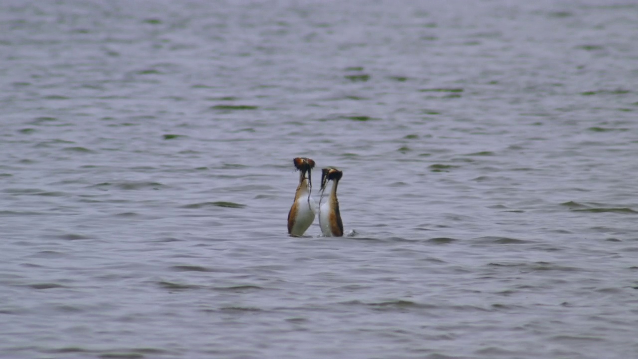 在韩国京畿道安山市的湖上，大凤头鸊鸱咬水植物和求爱视频下载