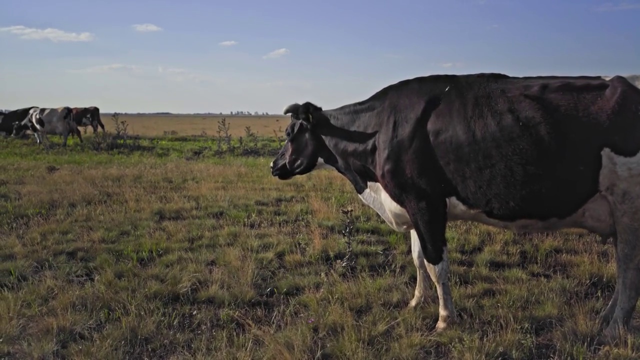 牲畜的农场。牛棚。放牧,乳房。一群令人惊奇的牛在绿色的田野上。阳光下五颜六色的奶牛。视频下载
