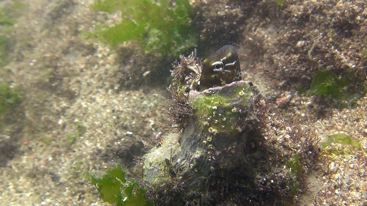 韩国济州岛，海螺壳里优雅的幼鳗护蛋视频素材