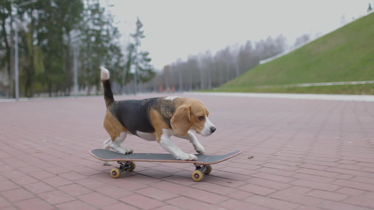 小猎犬在公园里玩滑板。宠物狗户外滑板。缓慢的运动。视频素材