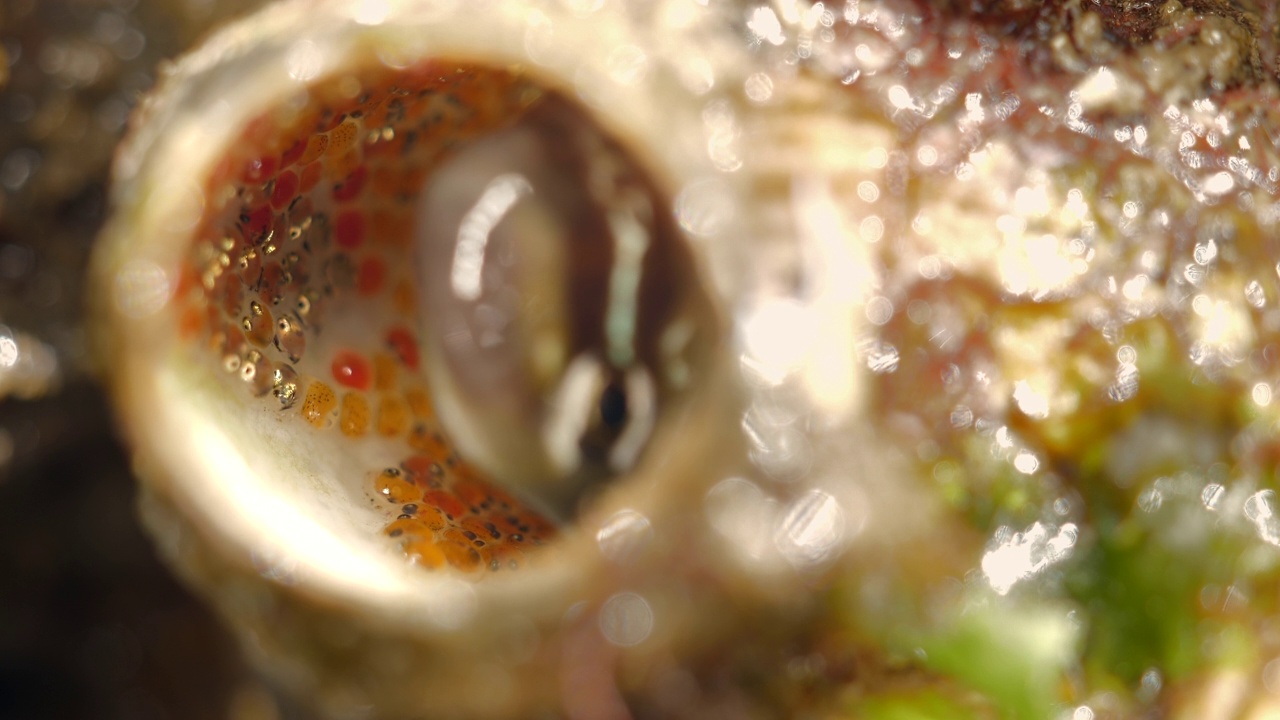 雄性优雅的小鲇鱼在窝里护蛋/韩国济州岛视频素材