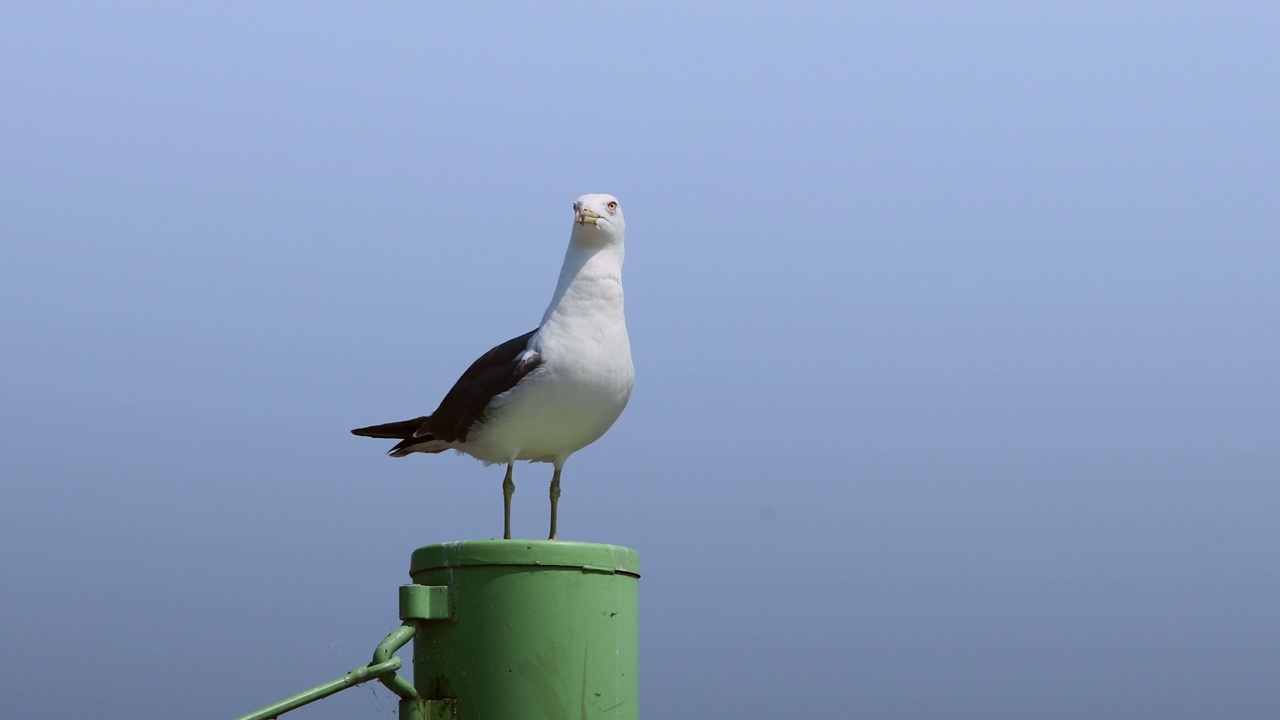 坐在柱子上的海鸥/韩国京畿道安山市视频下载