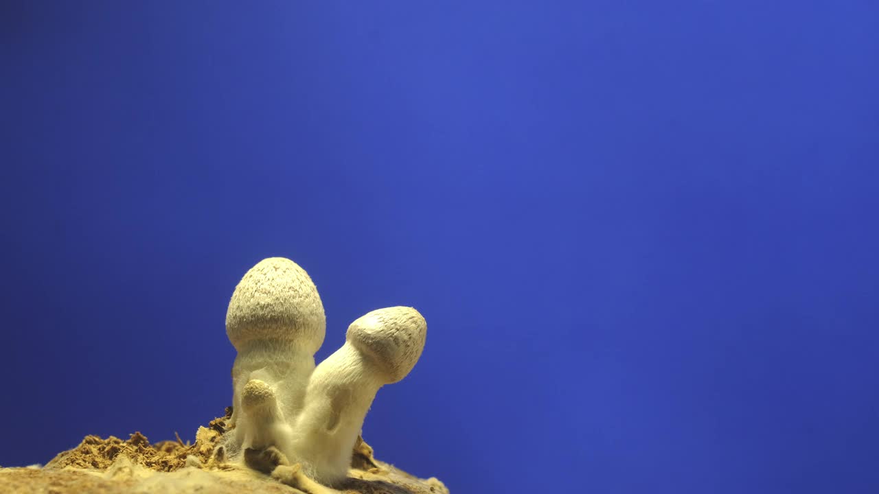 从土壤中生长出蘑菇。视频下载