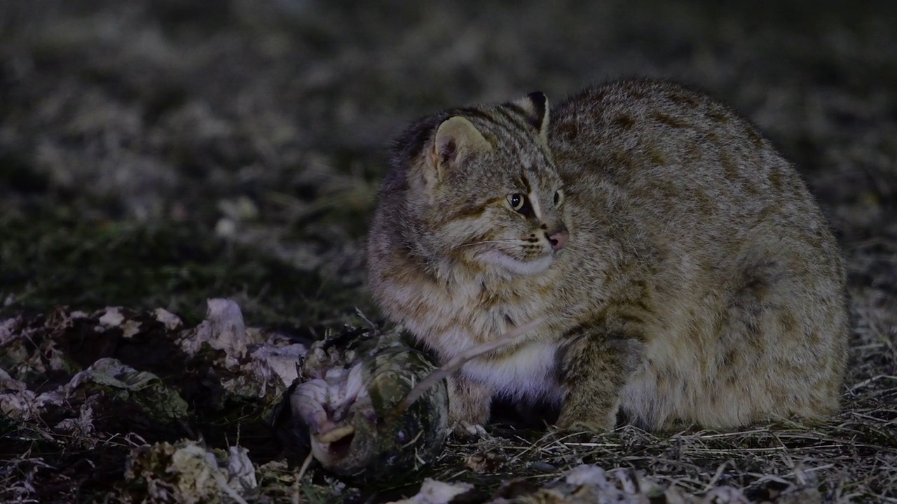 野猫坐在草地上/韩国京畿道安山市视频下载