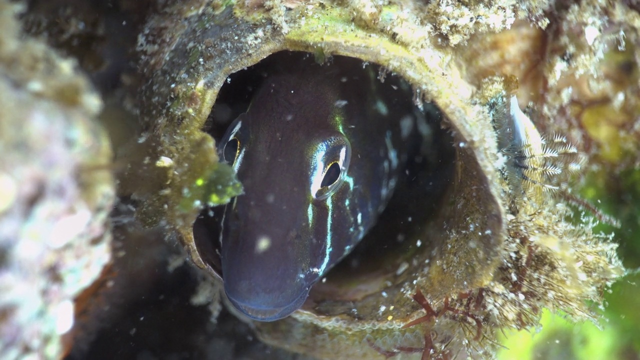 韩国济州岛，海螺壳里优雅的幼鳗护蛋视频素材